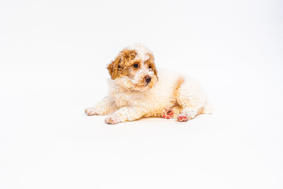 Poodle 1429 Boy