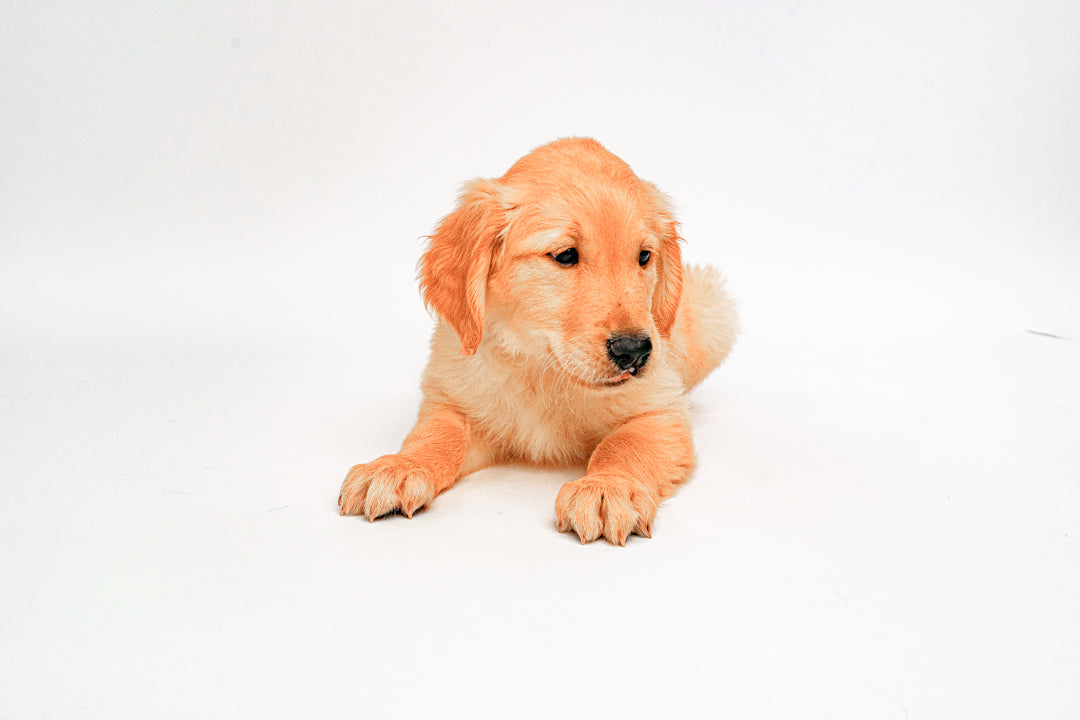 Golden Retriever 1546 Girl