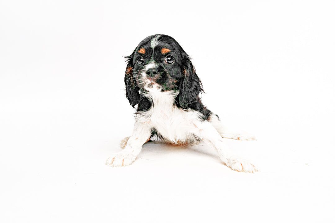 Cavalier King 1820 Boy