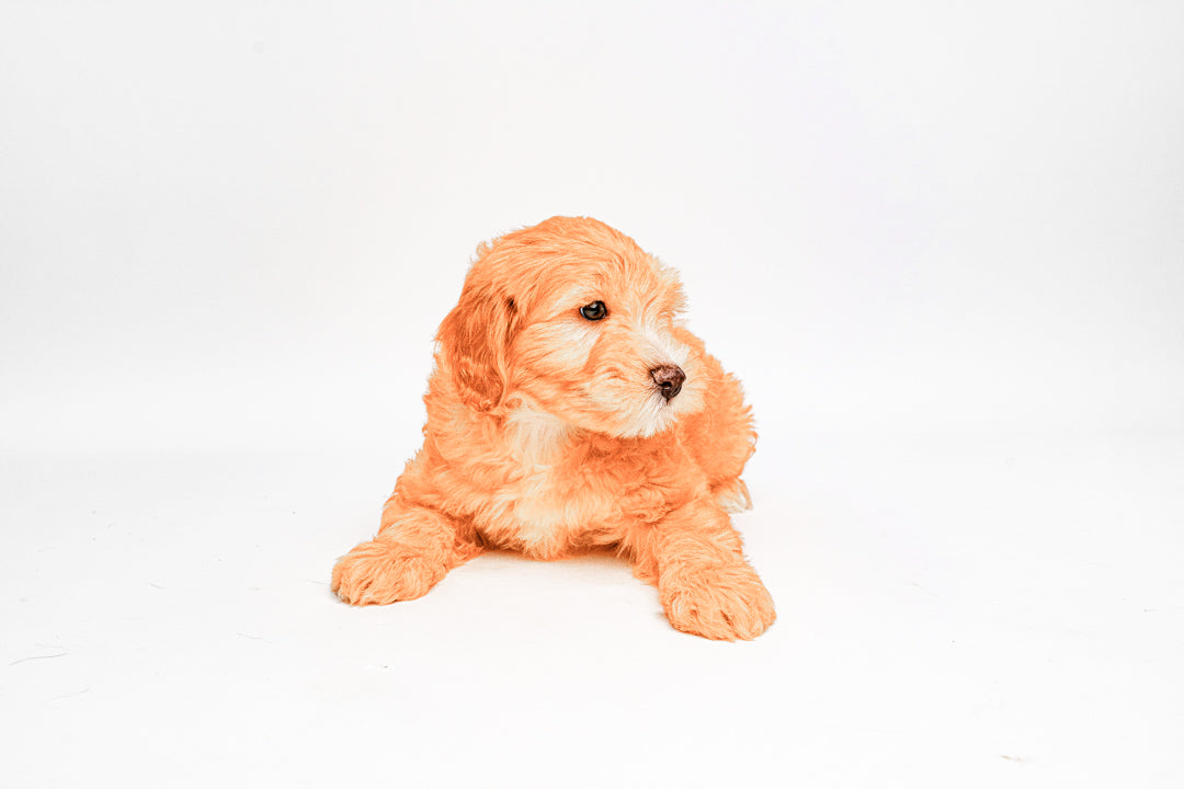Goldendoodle Mini 2 Gen 1837 Boy