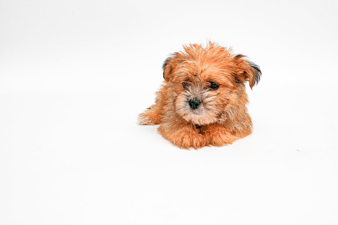 Shorkie 1955 Boy