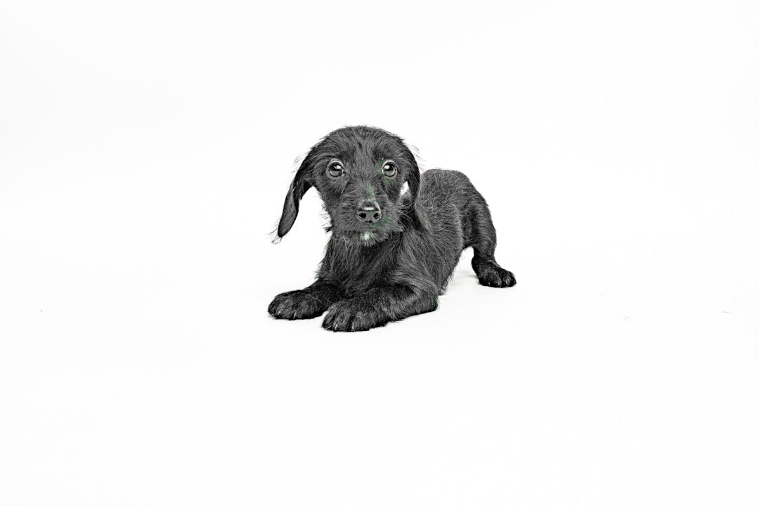 Dachshund 2000 Girl