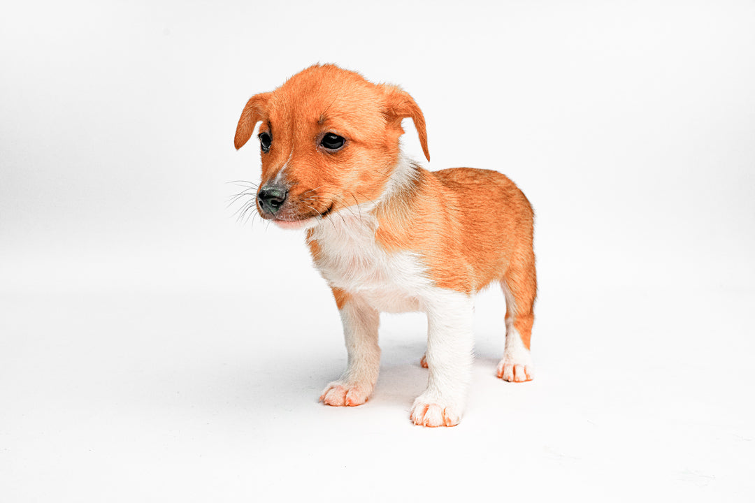 Pembroke Welsh Corgi/Mix 2047 Boy