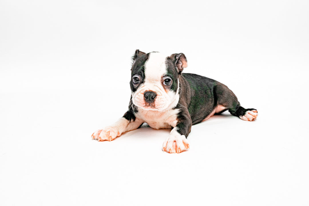 Boston Terrier 2153 Boy