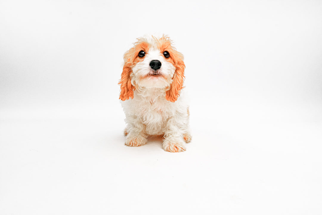 Cavachon 2155 Boy
