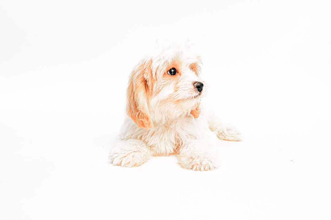 Cavachon 2214 Boy