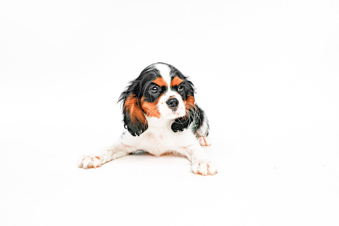 Cavalier King 2273 Girl