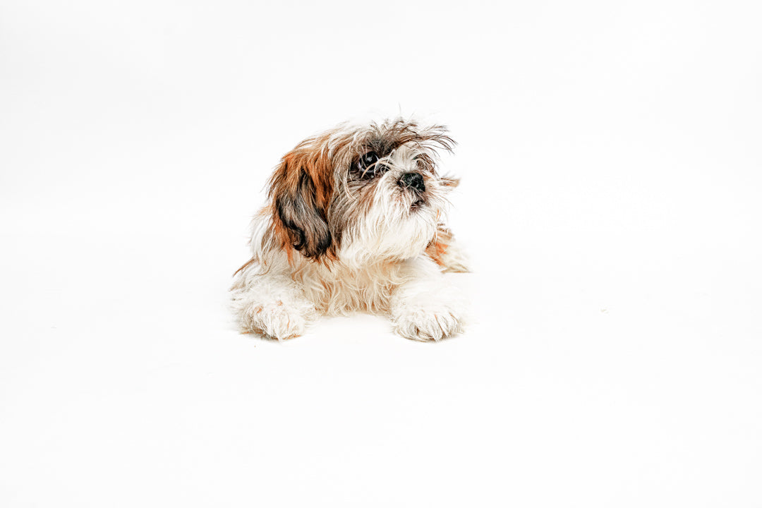 Shih Tzu 2363 Boy