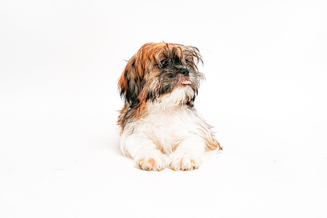 Shih Tzu 2366 Girl