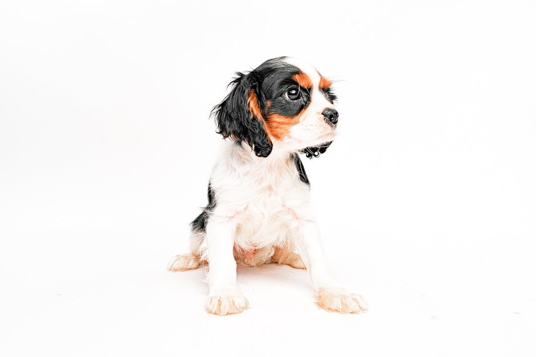 Cavalier King 2377 Boy
