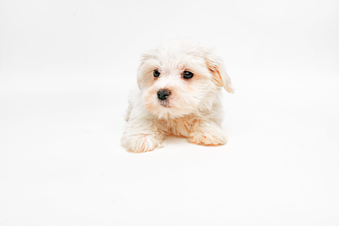 Maltese 3874 Girl