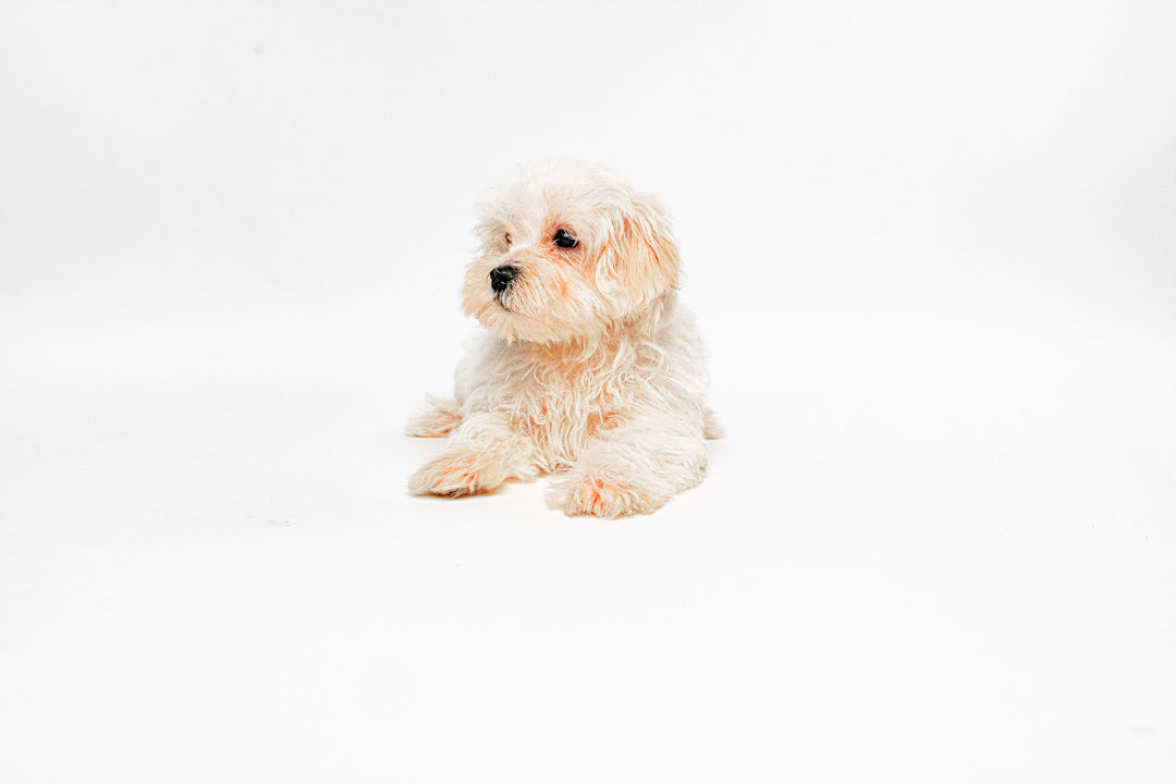 Maltese 3938 Boy