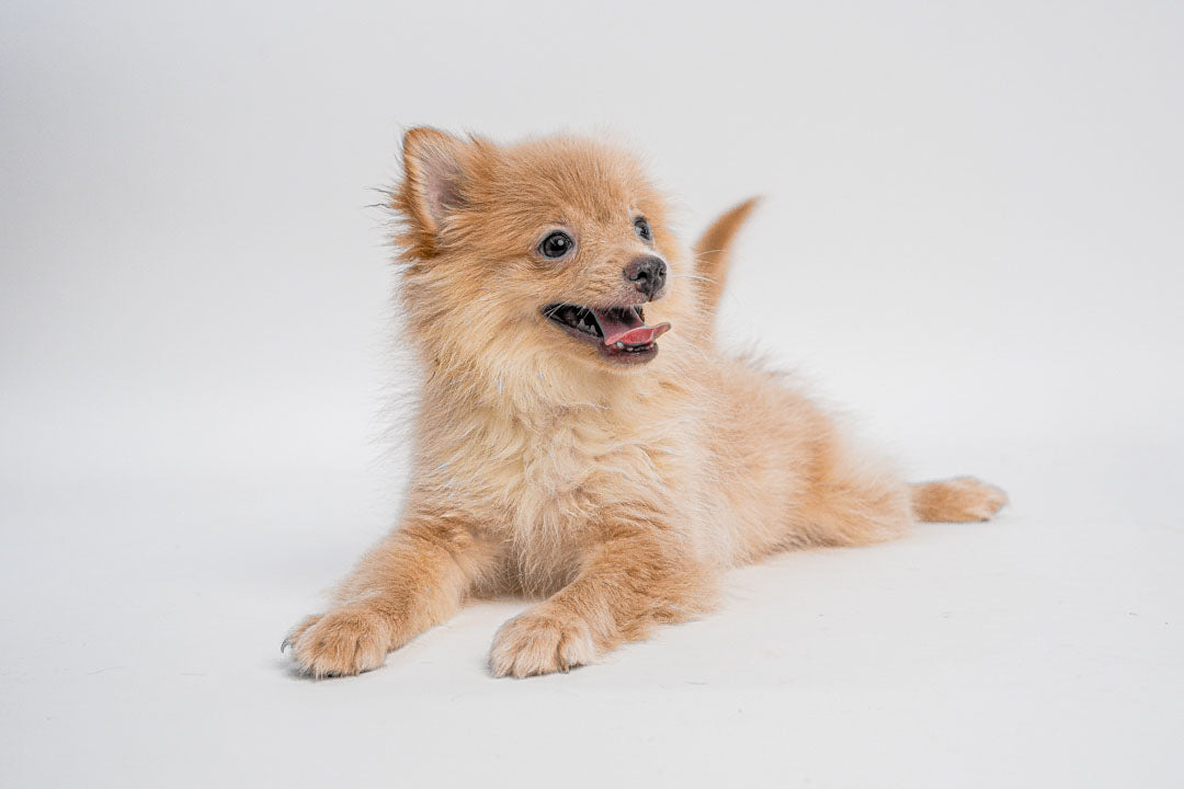Pomeranian 4057 Boy
