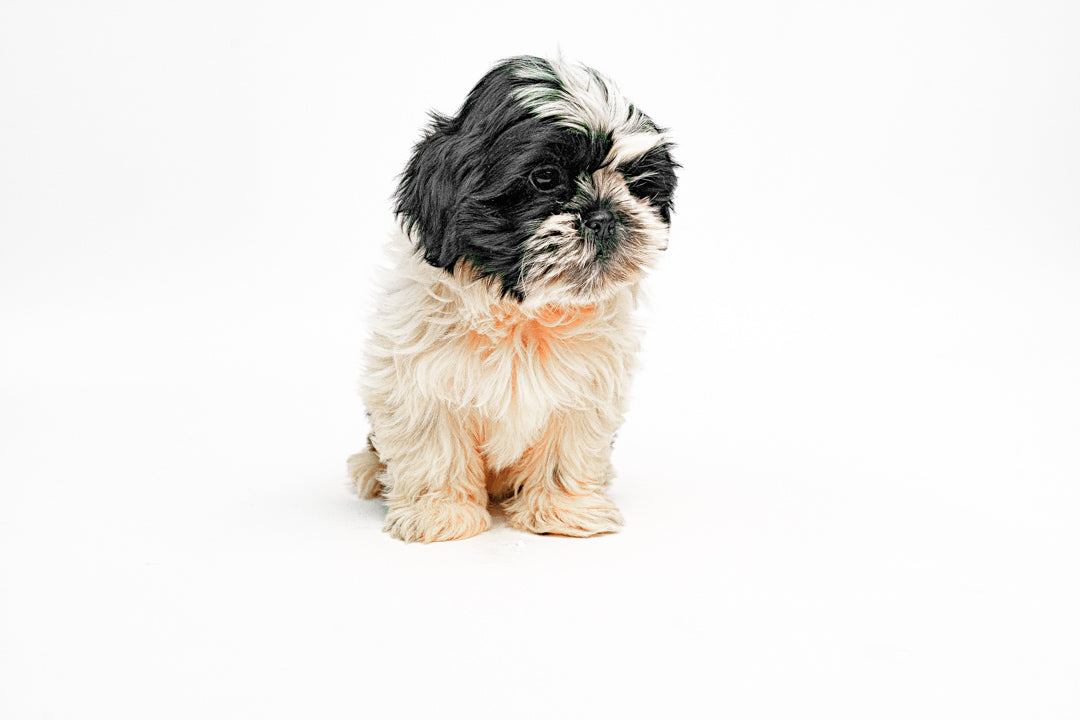 Shih Tzu 4455 Boy