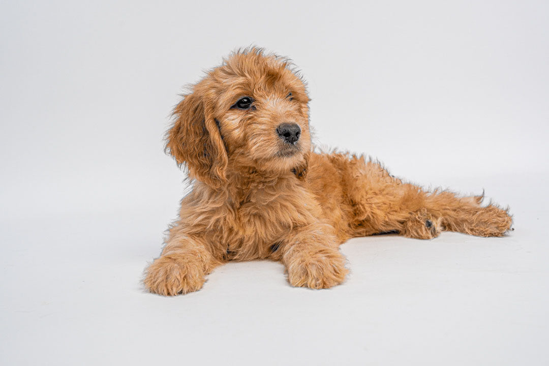 Goldendoodle 6962 Girl