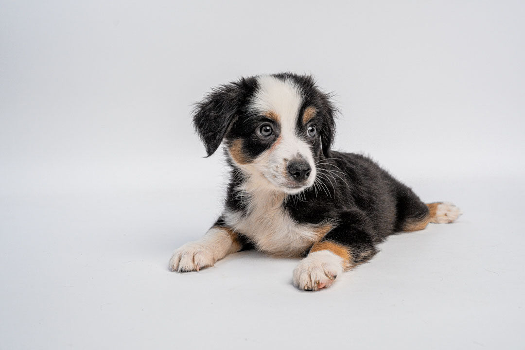 Australian Shepherd 6964 Boy