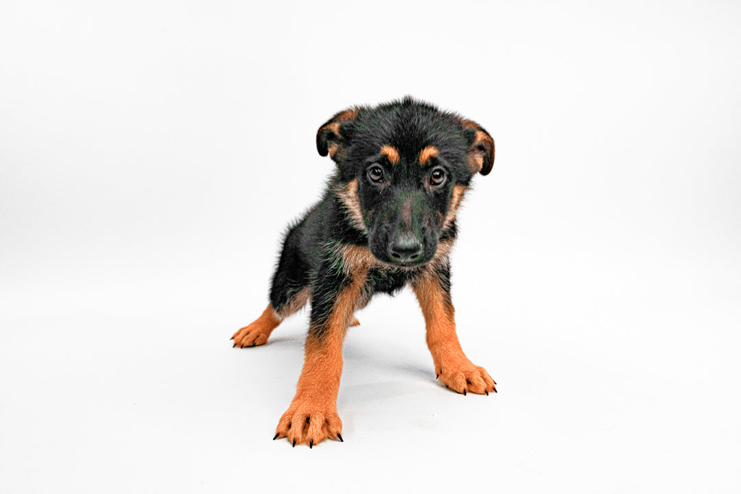 German Shepherd 7292 Boy