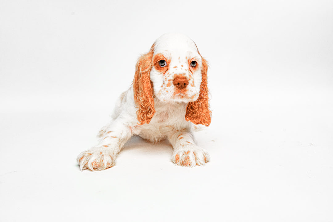 Cocker Spaniel 7617 Boy