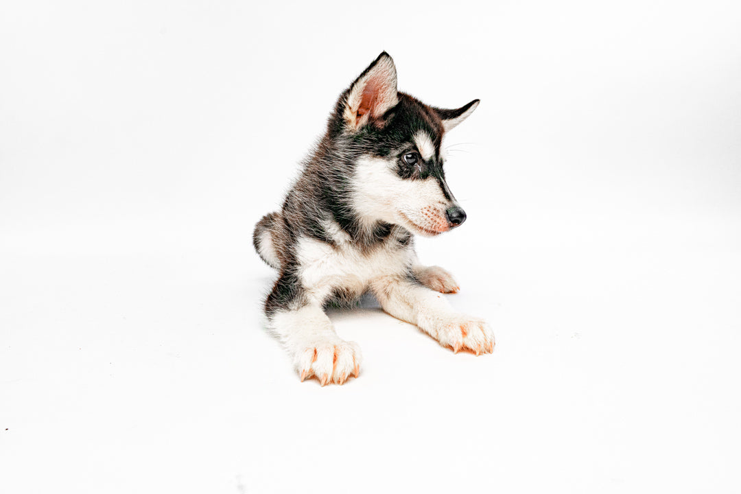 Alaskan Malamute 7763 Boy