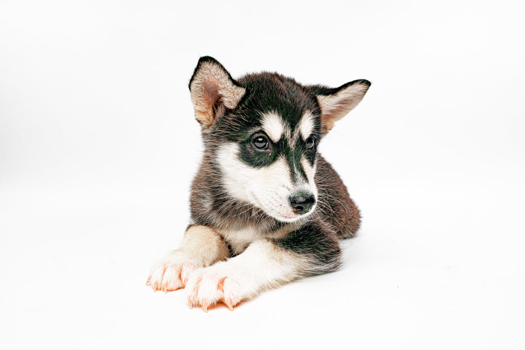 Alaskan Malamute 7766 Boy