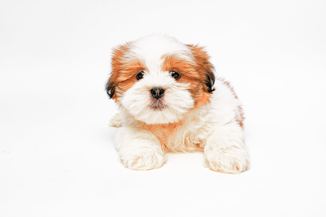 Lhasa 7779 Girl