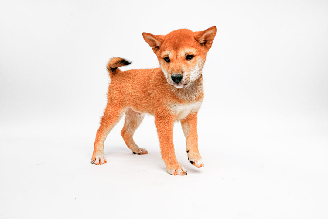 Shiba Inu 7846 Boy