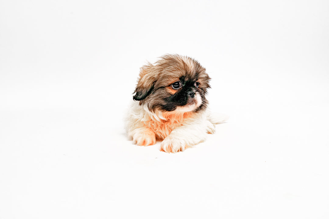 Pekingese 8108 Girl