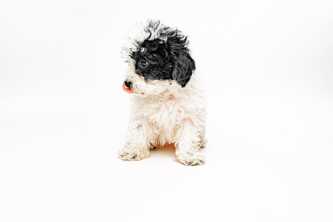 Poodle 8200 Boy