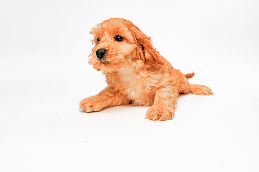 Cavachon 8257 Boy