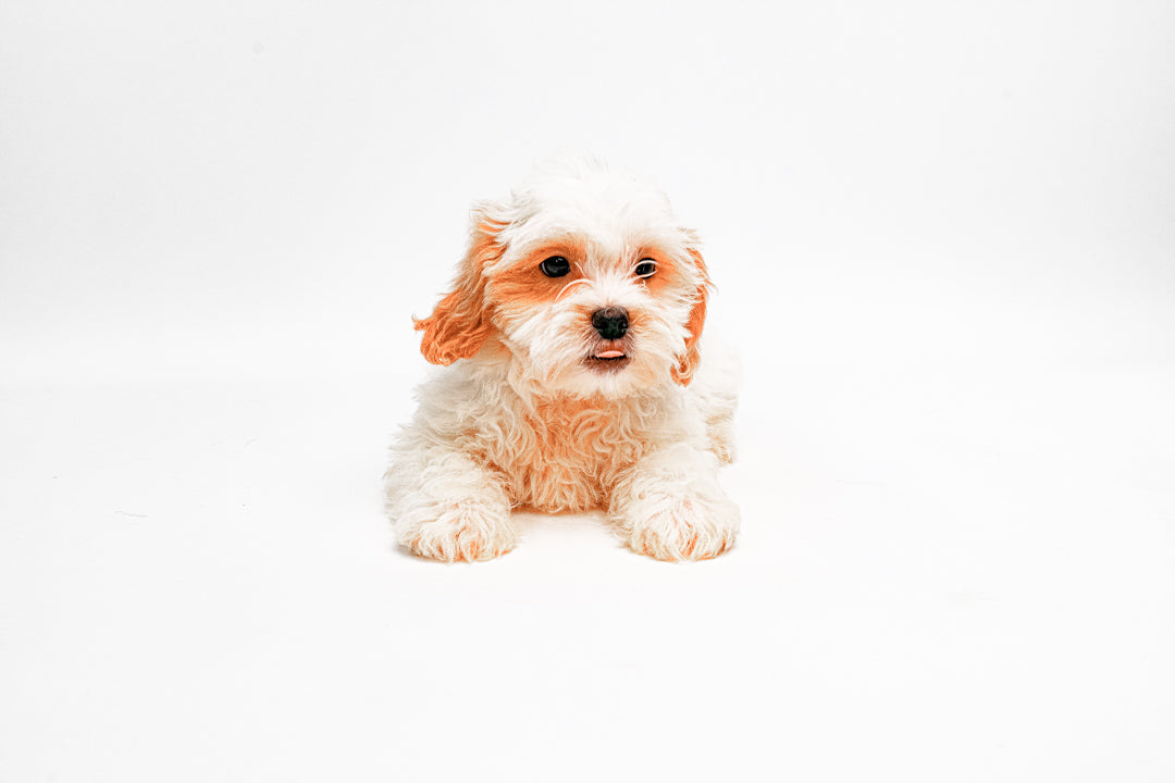 Shihpoo 8356 Boy
