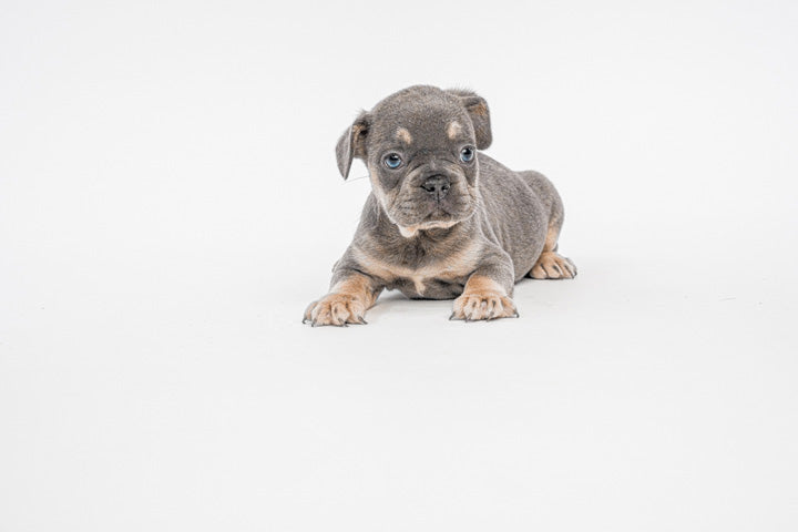 French Bulldog 8743 Girl