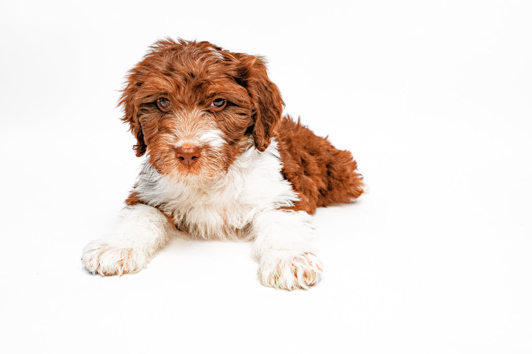 Aussiedoodle 8896 Girl