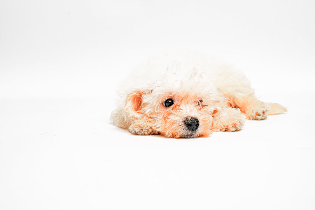 Bichon 9169 Girl