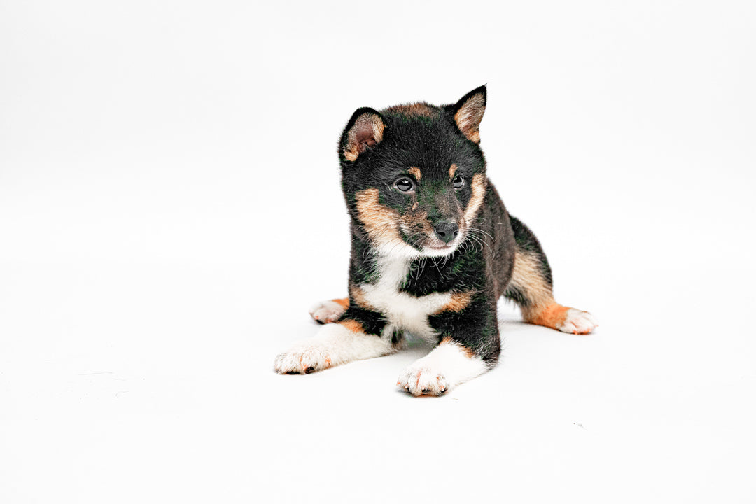 Shiba Inu 9218 Girl