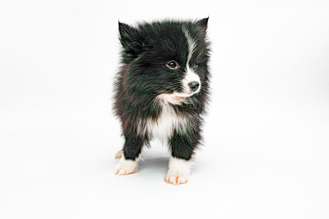 Pomsky 9794 Boy