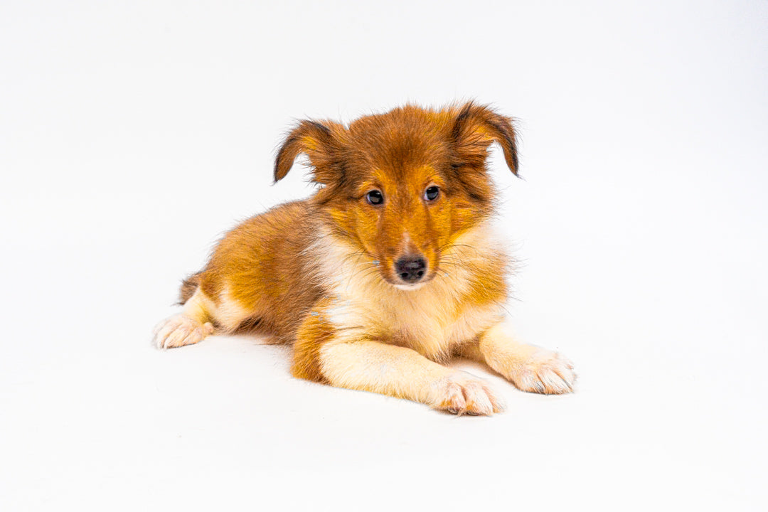 Sheltie 1075 Girl