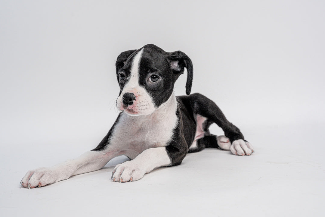 Boxer 0632 Girl
