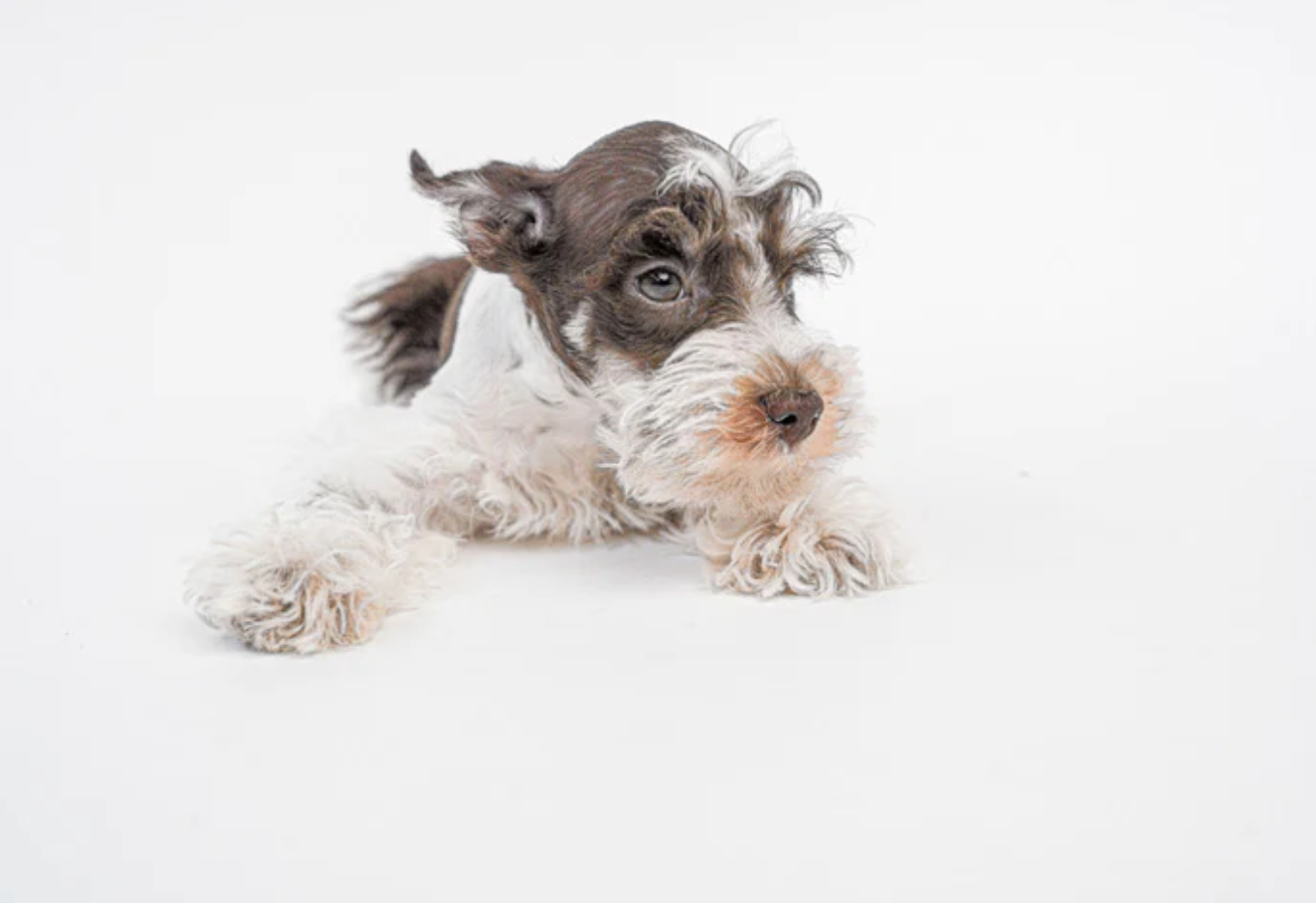 Mini Schnauzer