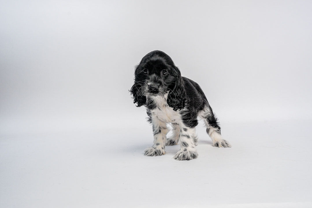 Cocker Spaniel 0972 Girl