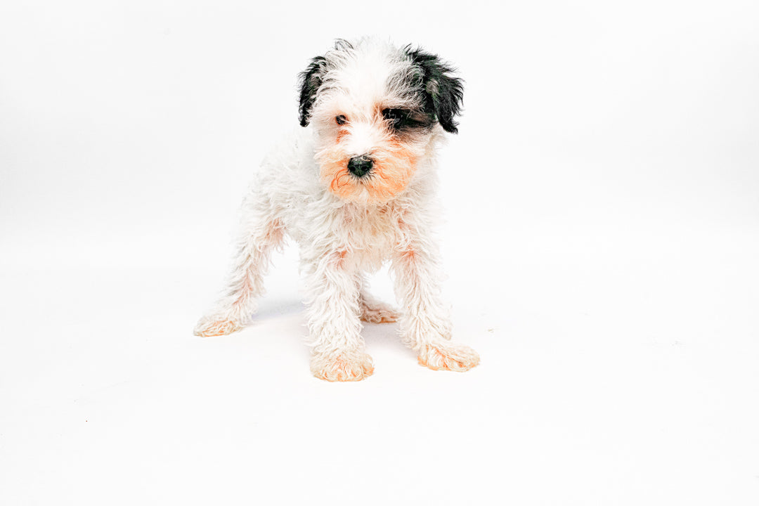 Schnoodle 0987 Girl