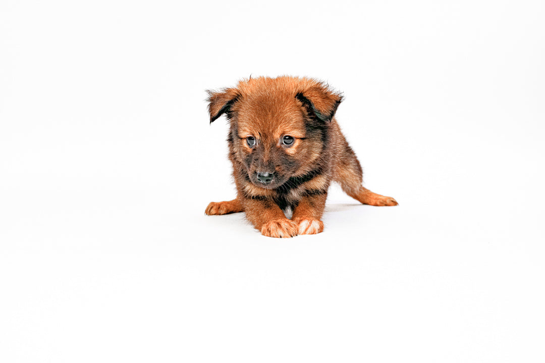 Sheltie/Pomeranian 1632 Girl