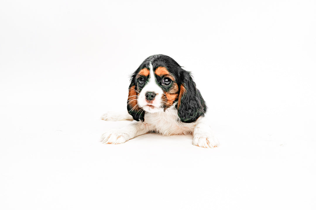 Cavalier King 1817 Boy