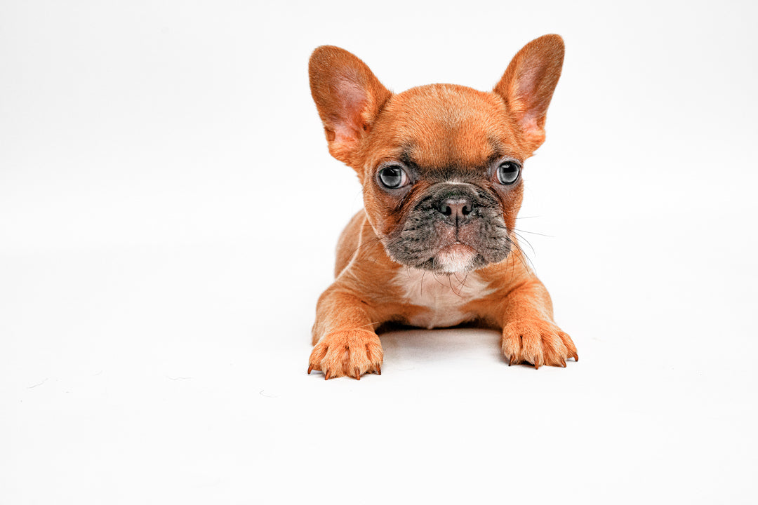 French Bulldog 7075 Girl