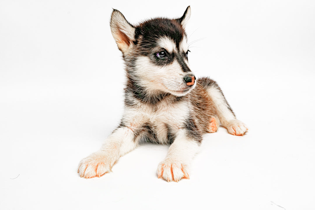 Alaskan Malamute 7770 Girl