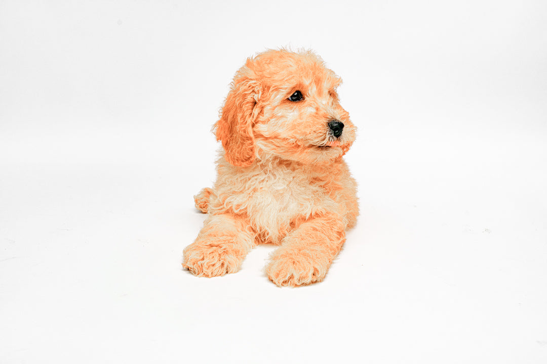Goldendoodle Mini 2 Gen 8417 Boy