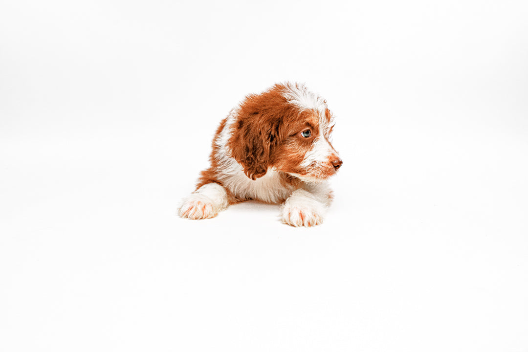 Aussiedoodle 8890 Boy
