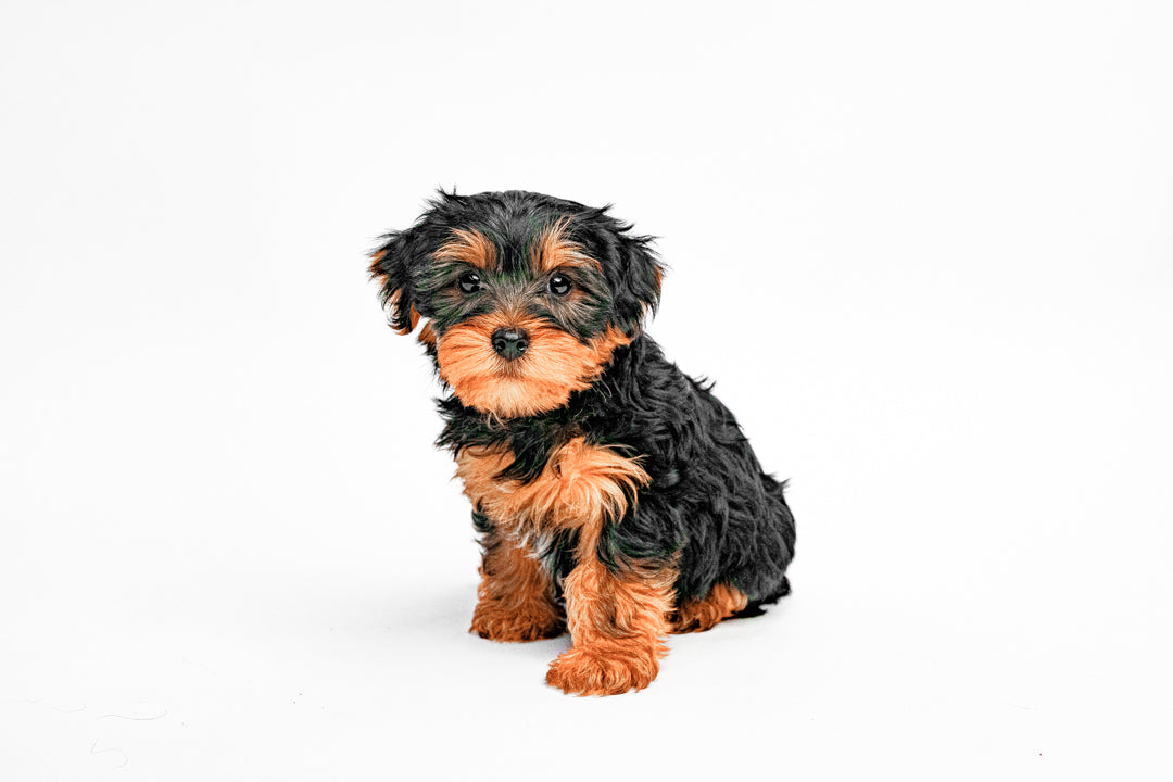 Yorkie 4683 Boy