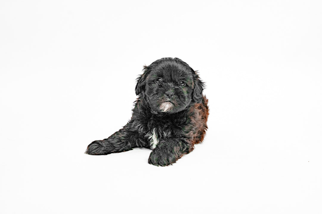 Shihpoo 8910 Boy