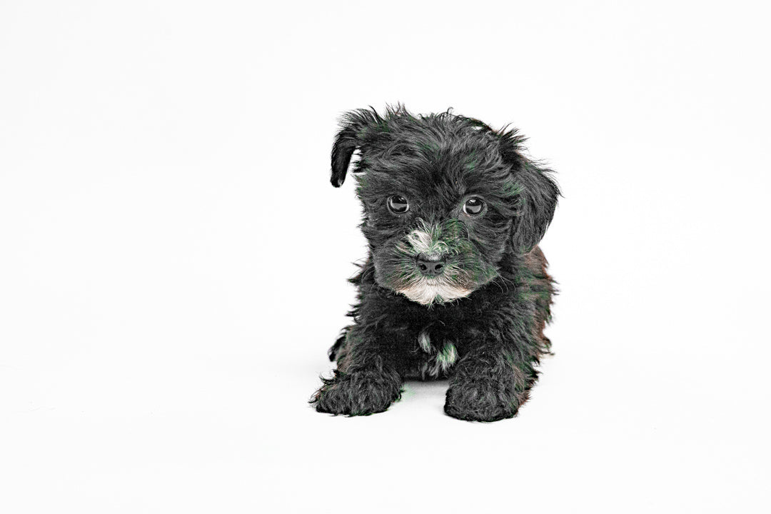 Yorkiepoo 8844 Girl