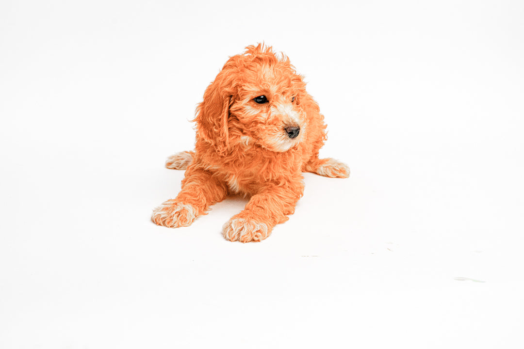 Goldendoodle Mini 2 Gen 9812 Boy